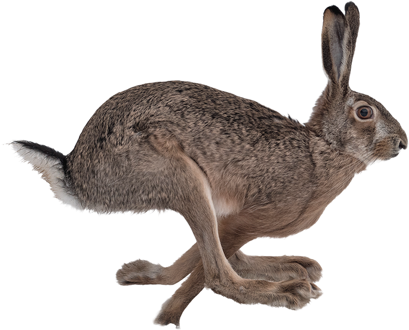 Και τι σαλάτες Βεζύρογλου υπάρχουν; Τι επιλογές έχω;